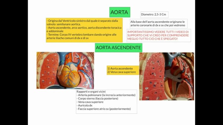 Anatomia e Funzioni del Tronco Brachiocefalico
