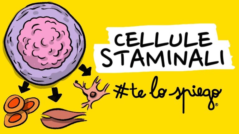 Pro e Contro delle Cellule Staminali: Un’Analisi Approfondita