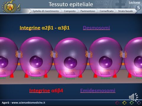 Struttura e Funzione dell’Epitelio Pavimentoso Pluristratificato