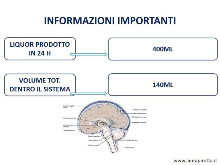 Il Quarto Ventricolo: Funzioni e Patologie Associati