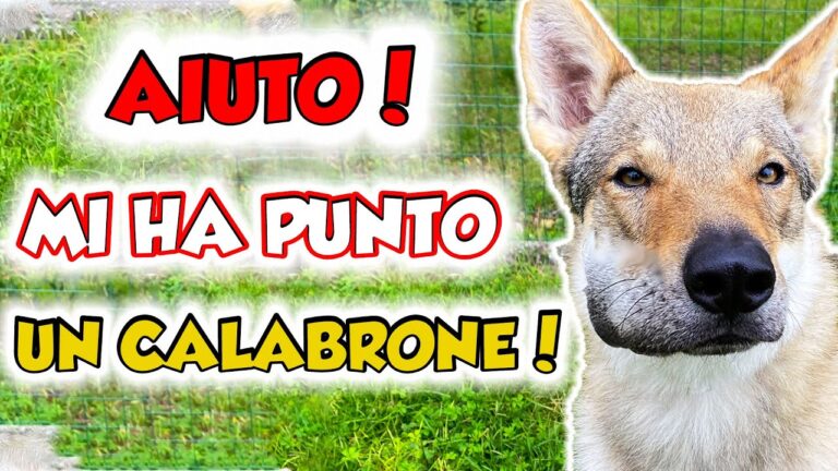 Cosa Fare Dopo un Morso di Cane Vaccinato