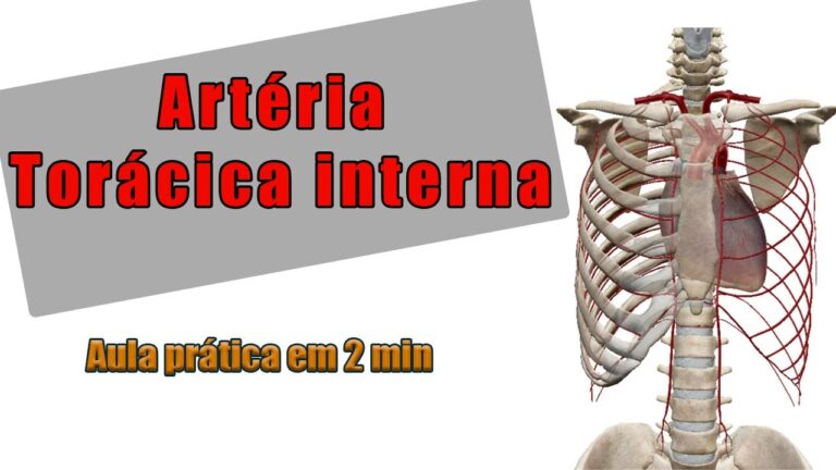 Ruolo e Importanza dell’Arteria Toracica Interna nella Chirurgia Cardiaca