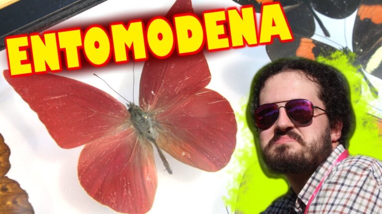 Entomodena: Innovazioni nel Mondo degli Insetti