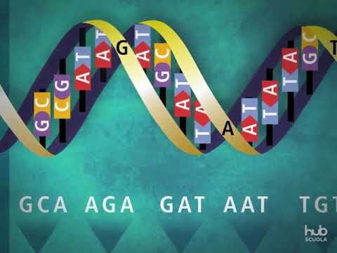Ridondanza nel Codice Genetico: Un’Analisi Approfondita