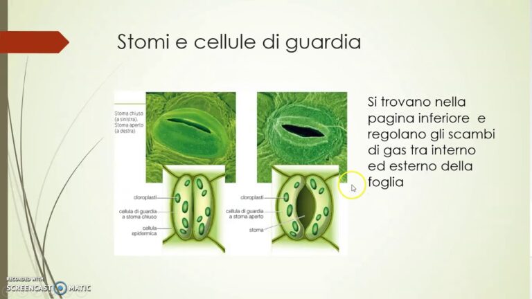 Cosa Sono Gli Stomi: Guida Completa e Applicazioni