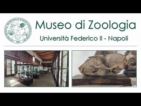 Scopri il Museo di Zoologia di Napoli: Un Viaggio nella Biodiversit&agrave;