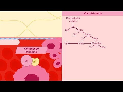 Analisi del Fibrinogeno: Importanza e Interpretazione
