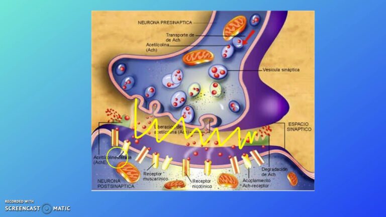 Il sistema extrapiramidale: Funzioni e patologie